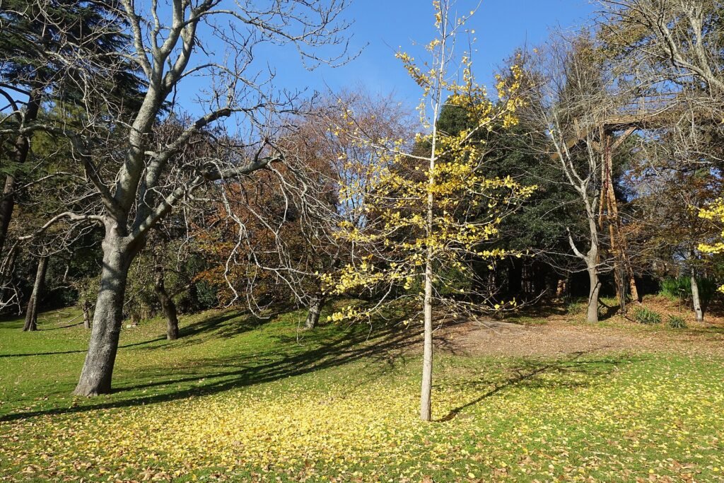 Serralves park when you need trees